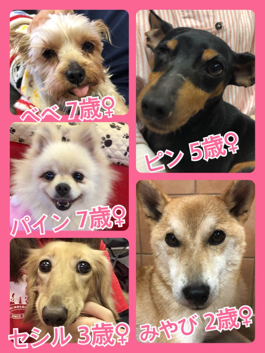 🎄今月はクリスマスミラクル月間✨今日の里親様募集中ワンコ🐶メンバーです🐾2018,12,15